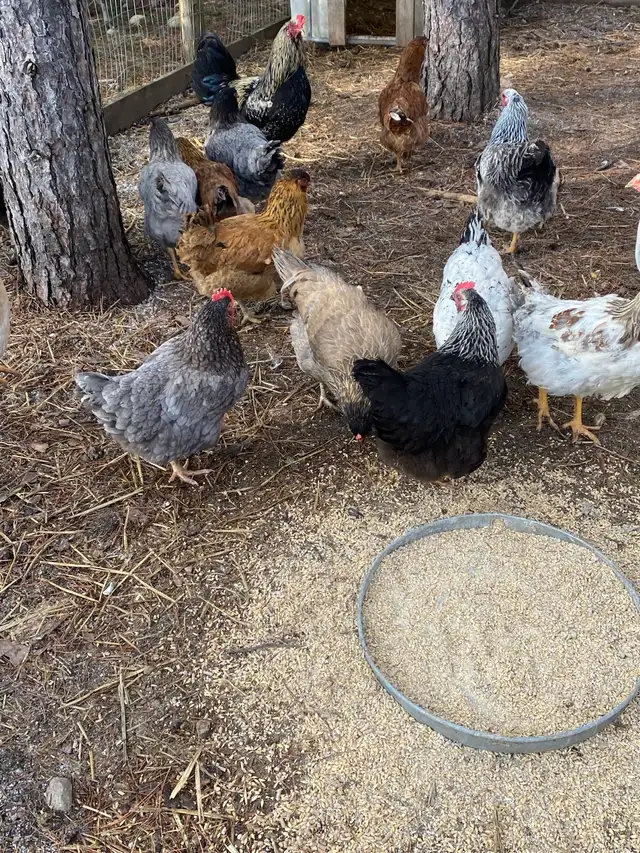 fertilized mixed breed chicken hatching eggs - Photo 6