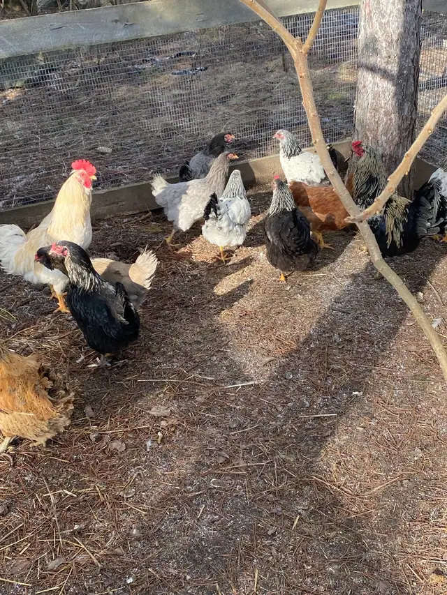 fertilized mixed breed chicken hatching eggs - Photo 7