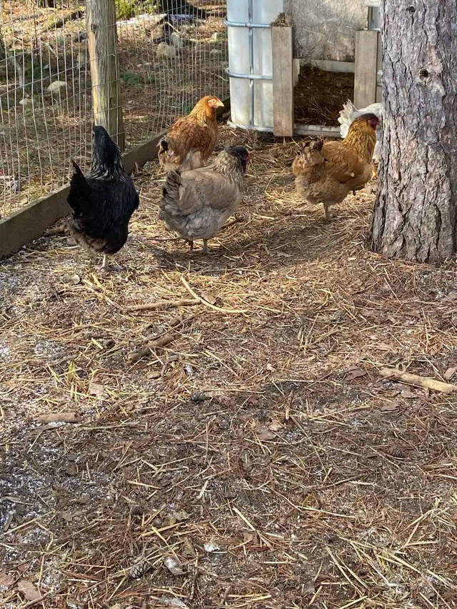 fertilized mixed breed chicken hatching eggs - Photo 8