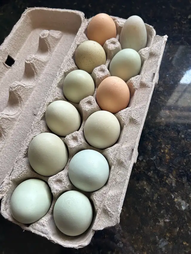 fertilized mixed breed chicken hatching eggs - Photo 9