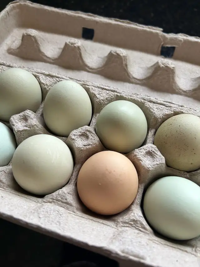 fertilized mixed breed chicken hatching eggs - Photo 10