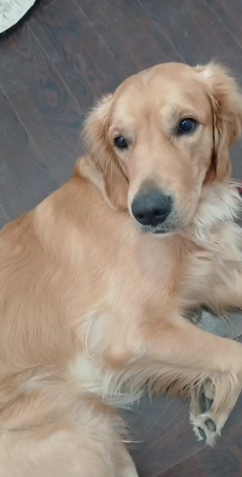 Dog Walking Mississauga | Port Credit Dog Walker First Walk Free - Photo 2