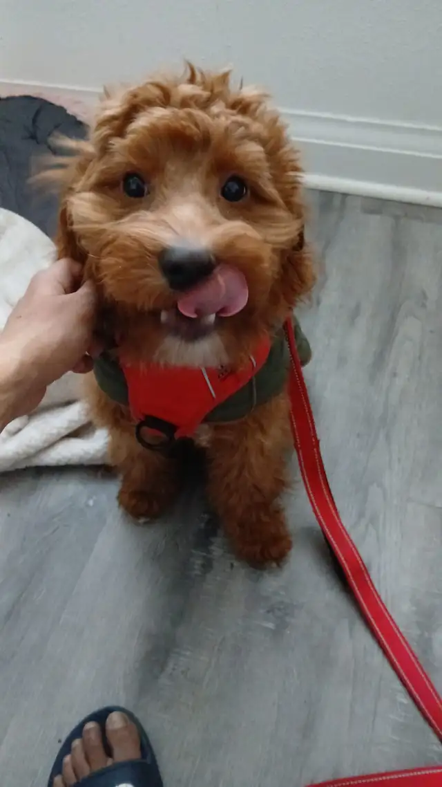 Dog Walking Mississauga | Port Credit Dog Walker First Walk Free - Photo 2