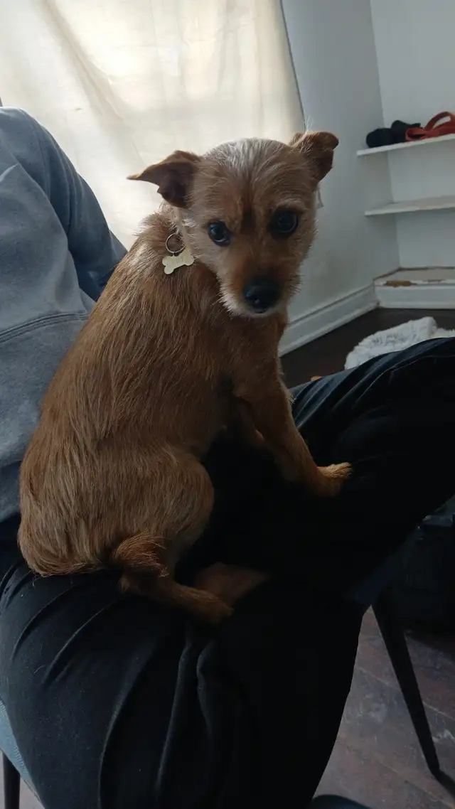 Dog Walking Mississauga | Port Credit Dog Walker First Walk Free - Photo 3