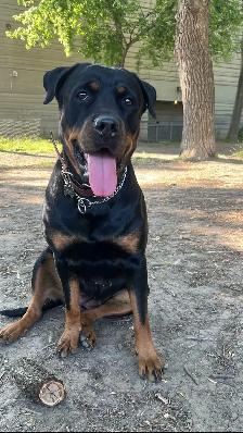 Rottweiler à donner