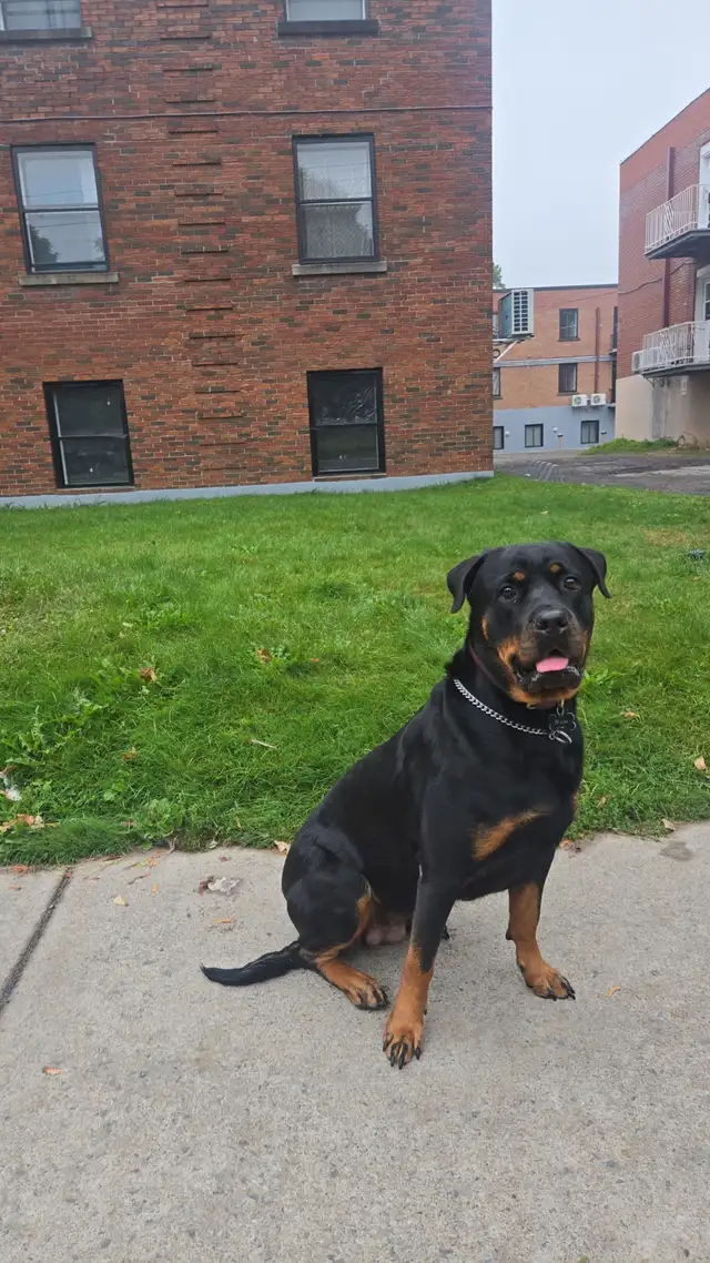 Rottweiler à donner - Photo 2