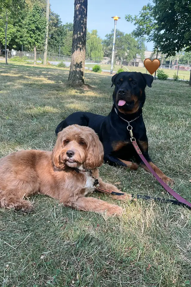 Rottweiler à donner - Photo 3