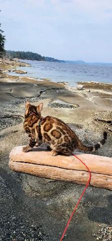 Bengal Kittens ( Rosettes on Gold) TICA registration