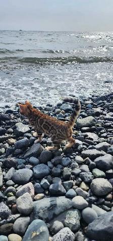 Bengal Kittens ( Rosettes on Gold) TICA registration - Photo 2