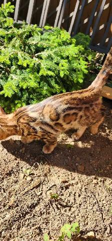 Bengal Kittens ( Rosettes on Gold) TICA registration - Photo 4