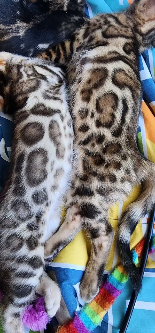 Bengal Kittens ( Rosettes on Gold) TICA registration - Photo 5