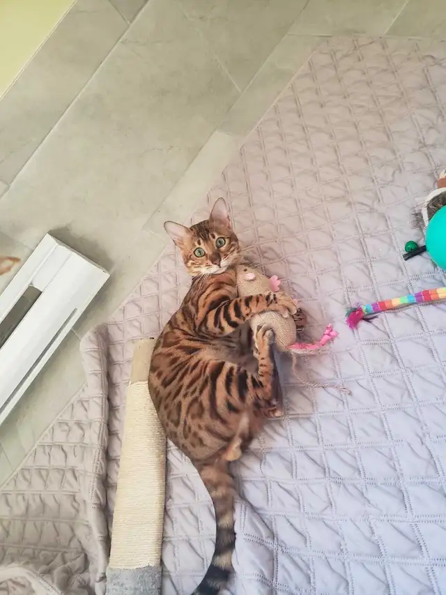 Bengal Kittens ( Rosettes on Gold) TICA registration - Photo 6