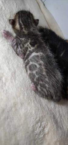 Bengal Kittens ( Rosettes on Gold) TICA registration - Photo 8