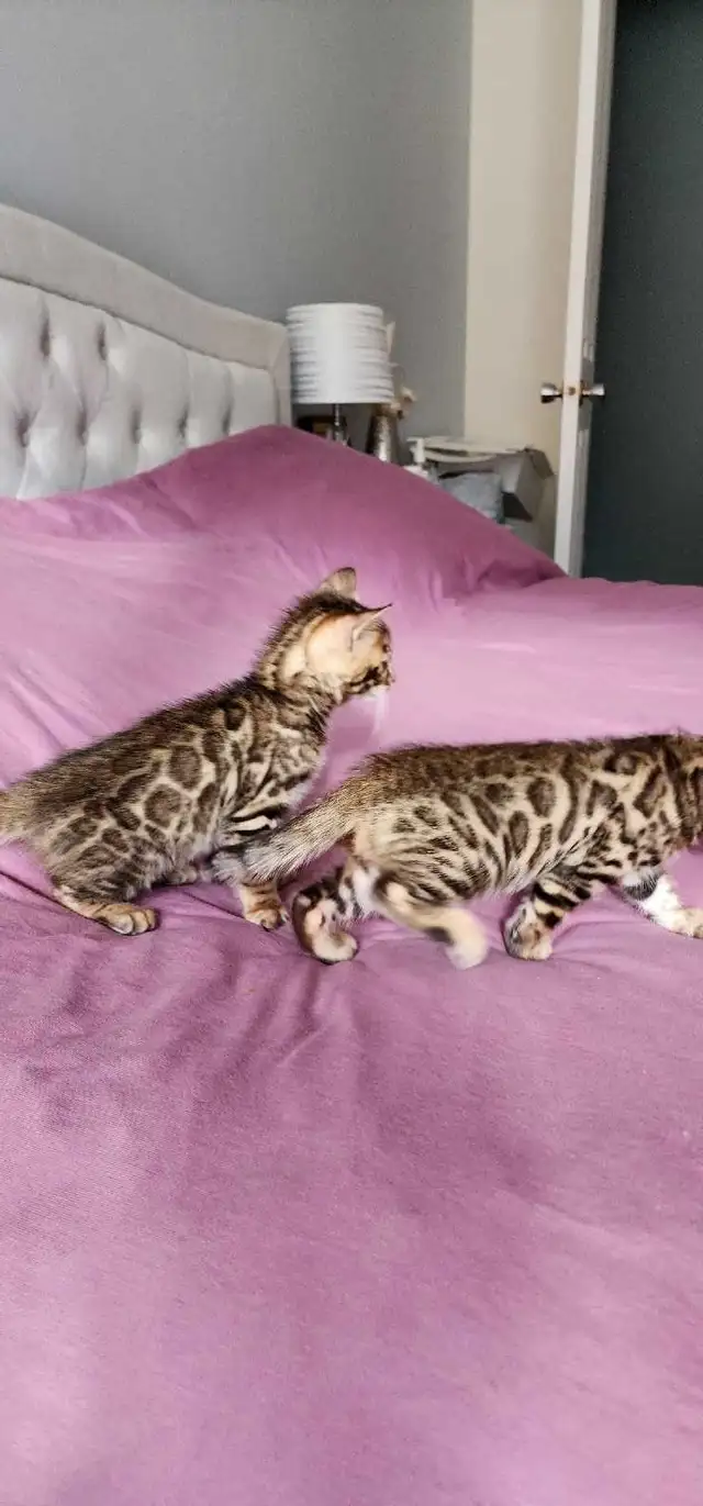 Bengal Kittens ( Rosettes on Gold) TICA registration - Photo 9