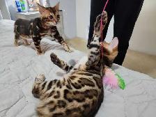 Bengal Kittens ( Rosettes on Gold) TICA registration - Photo 10