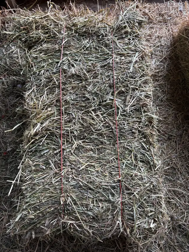 Hay for Sale