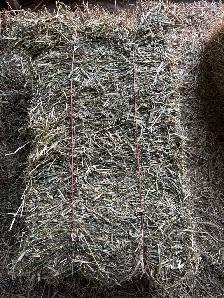 Hay for Sale