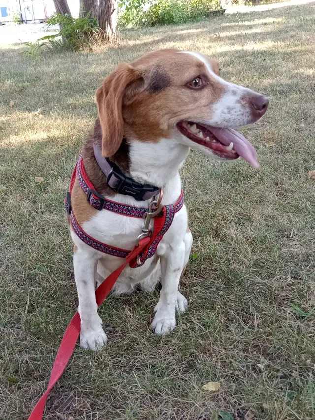 Travelling Soon? Dog Boarding Mississauga | Home Dog Sitting - Photo 2