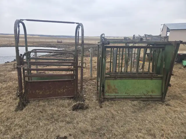 Cattle Squeeze