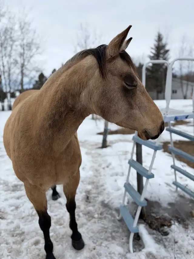 10 year old Mare - Photo 2