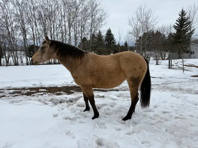 10 year old Mare - Photo 3