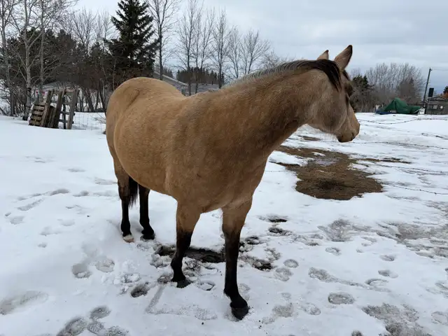 10 year old Mare - Photo 4