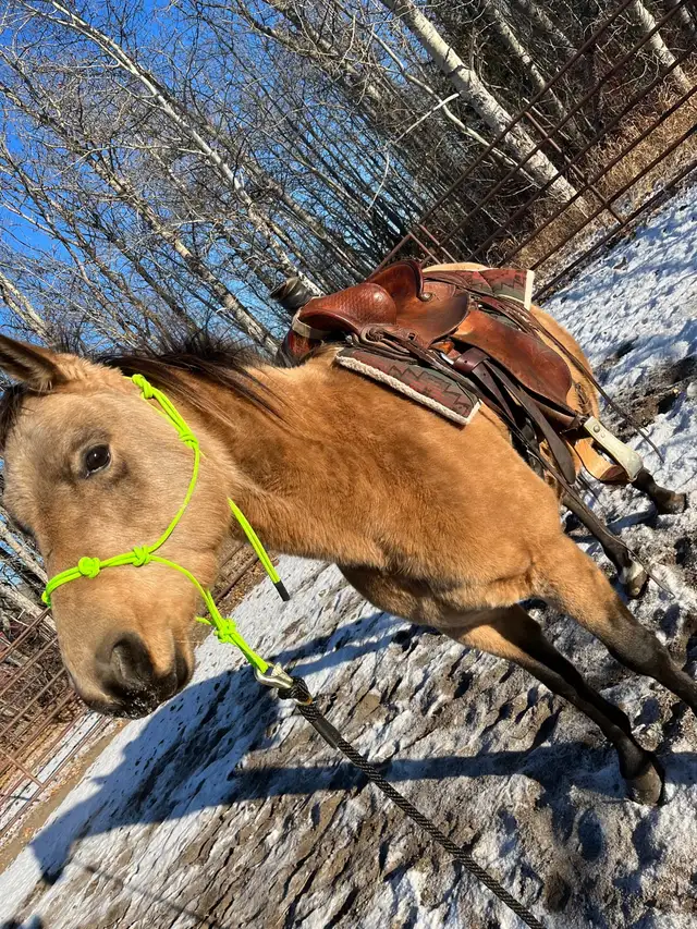 10 year old Mare - Photo 6