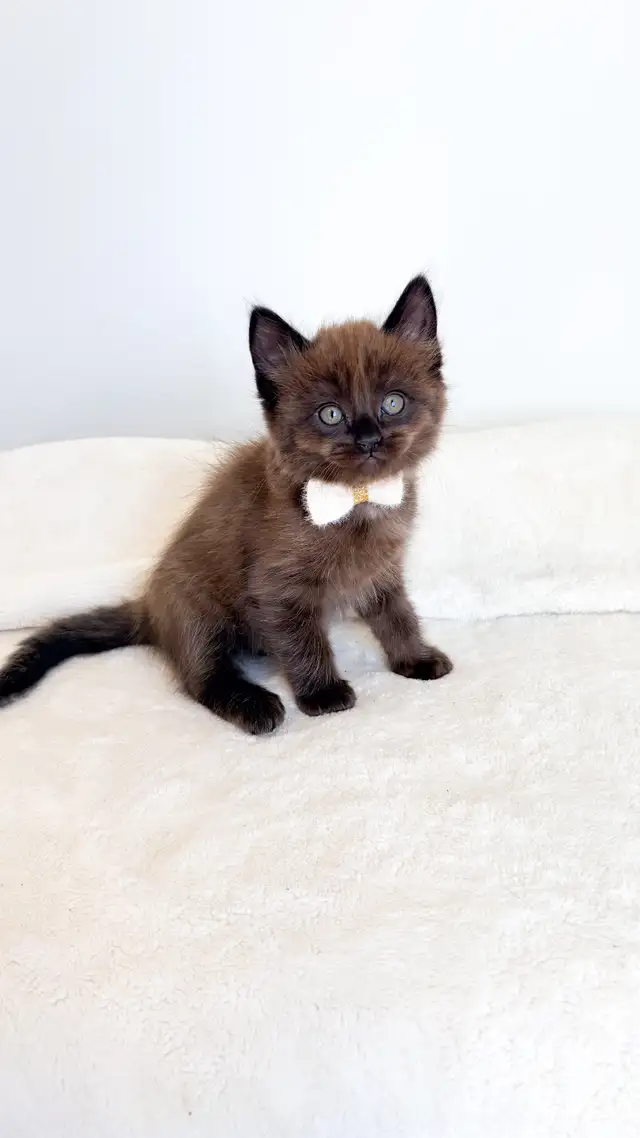 TICA registered Ragdoll Kittens, Rare Sepias - Photo 3