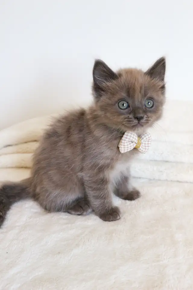 TICA registered Ragdoll Kittens, Rare Sepias - Photo 6