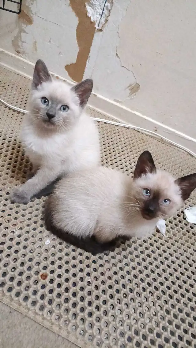 LAST CHANCE AT CHEAP PRICE - Photo 4