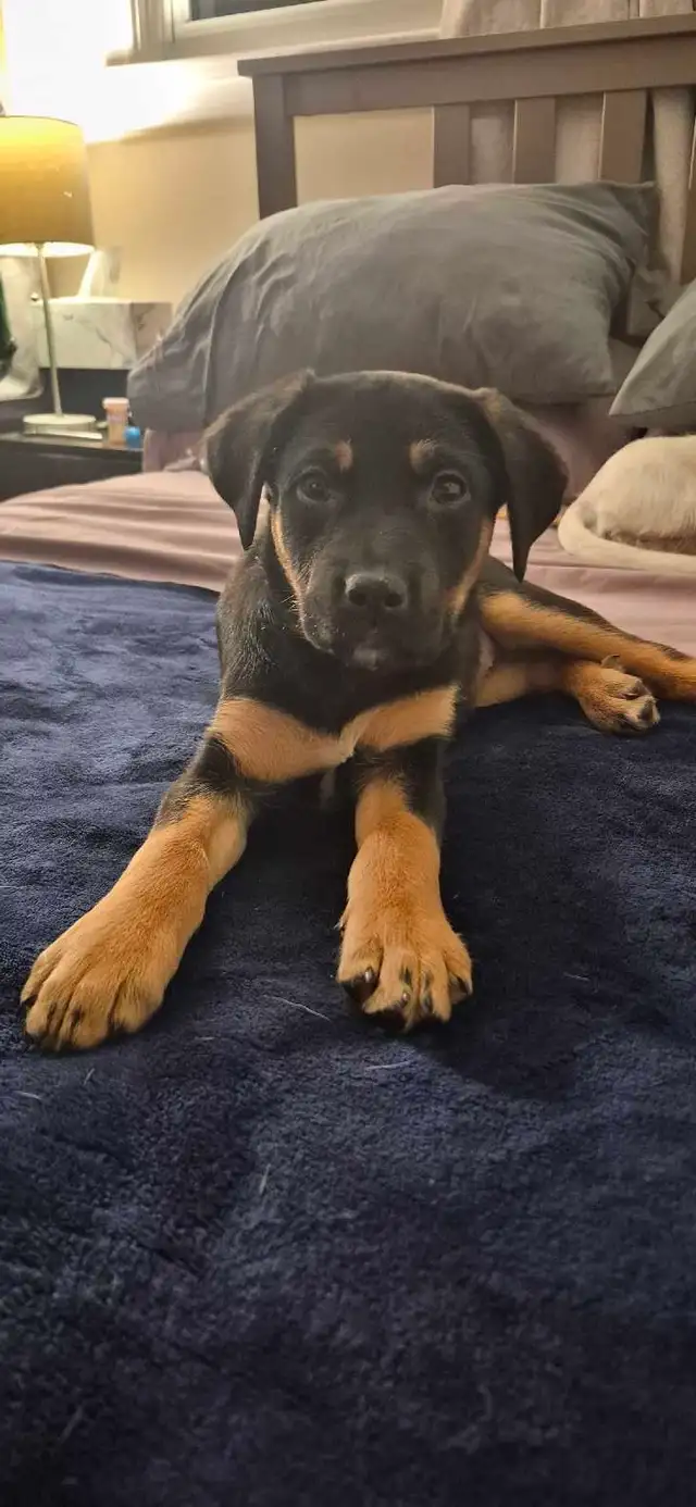 Puppies for Sale - Photo 2