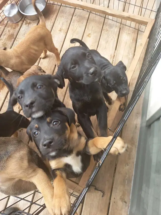 Puppies for Sale - Photo 3