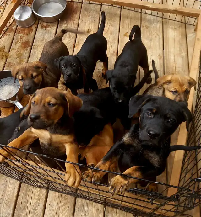 Puppies for Sale - Photo 4