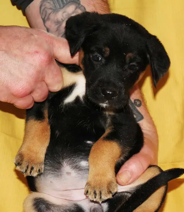 Puppies for Sale - Photo 5