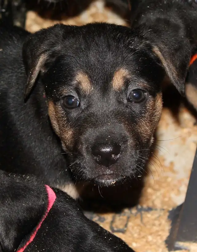 Puppies for Sale - Photo 6