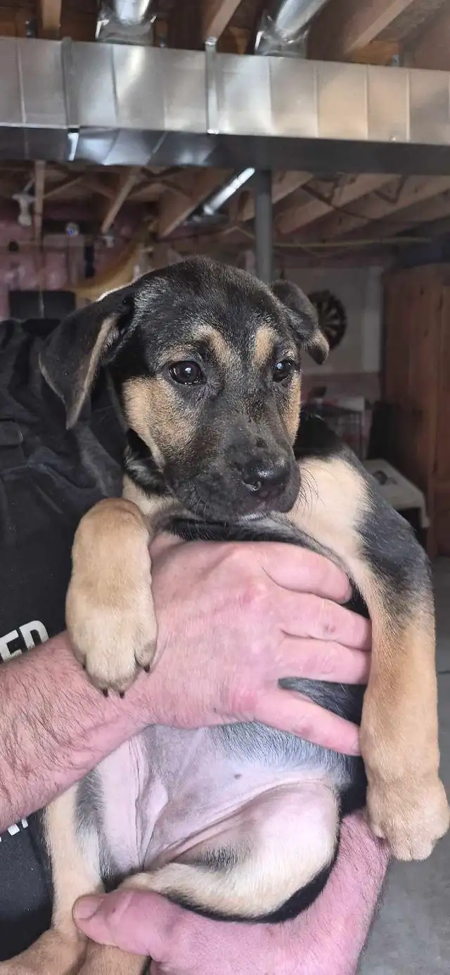 Puppies for Sale - Photo 7