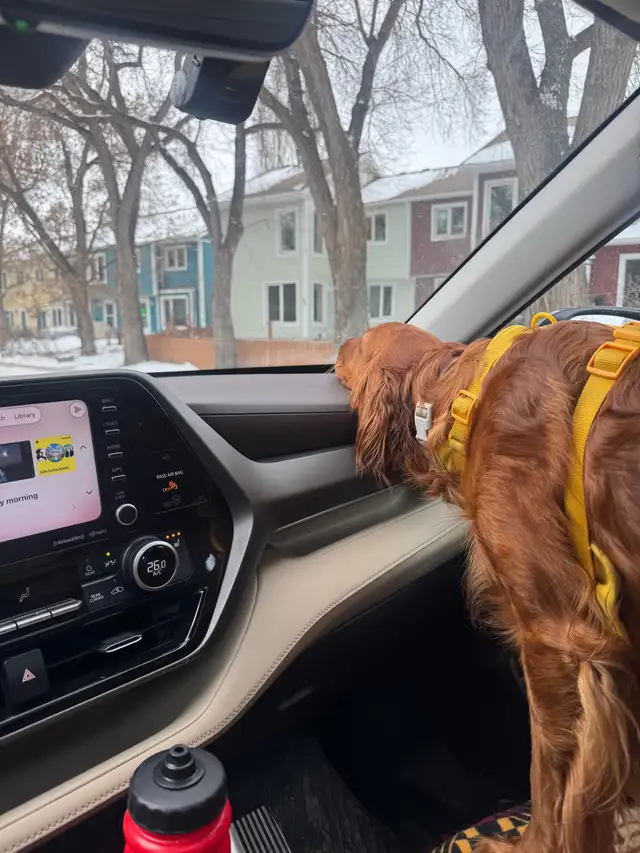 Dynastar Kids 80cm Skis