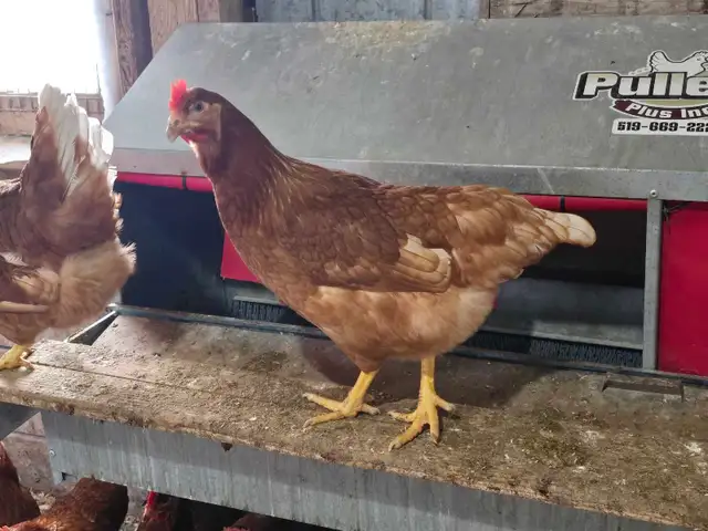 Chickens - ready to lay pullets