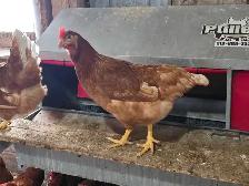 Chickens - ready to lay pullets