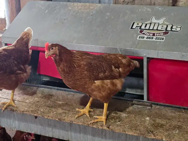 Chickens - ready to lay pullets - Photo 3