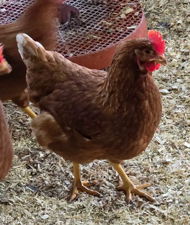 Chickens - ready to lay pullets - Photo 4