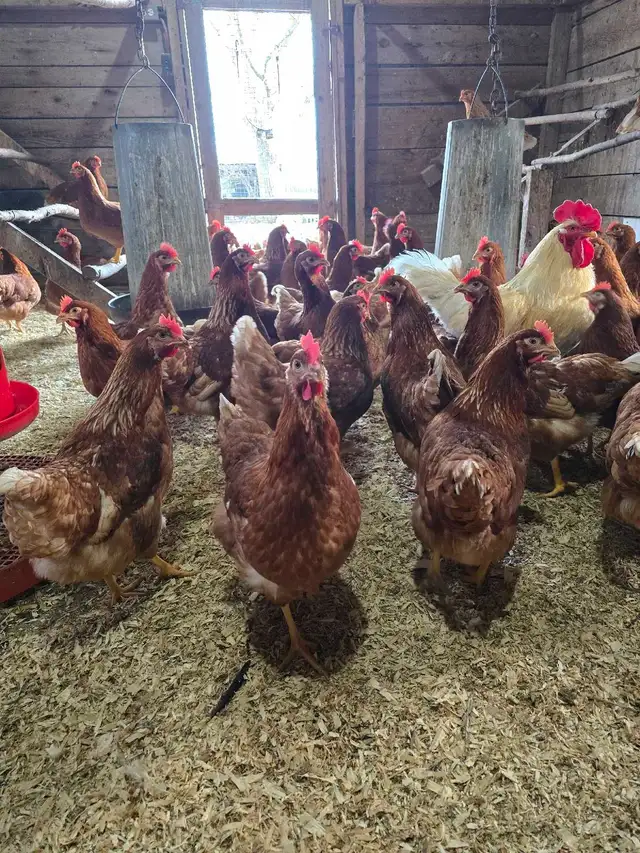 Chickens - ready to lay pullets - Photo 5
