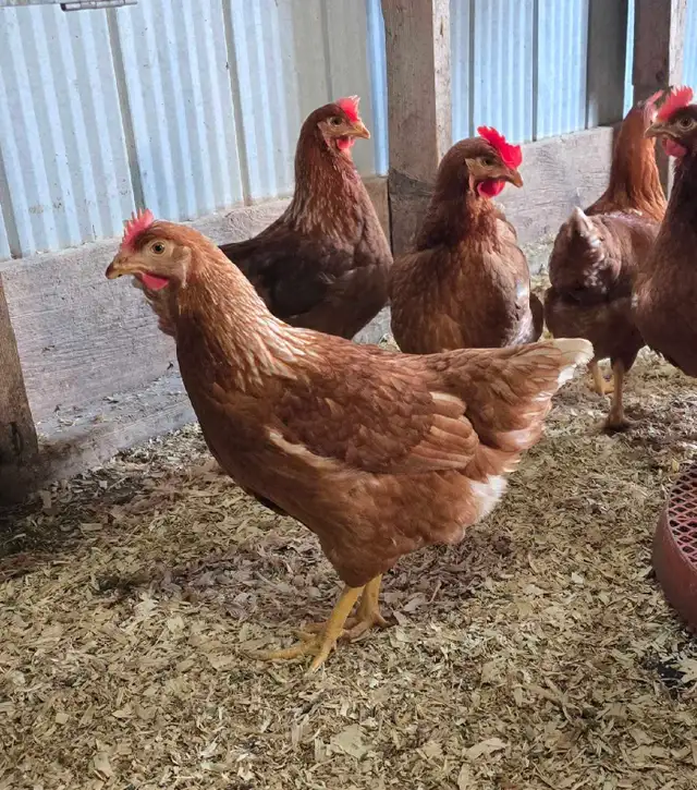 Chickens - ready to lay pullets - Photo 6