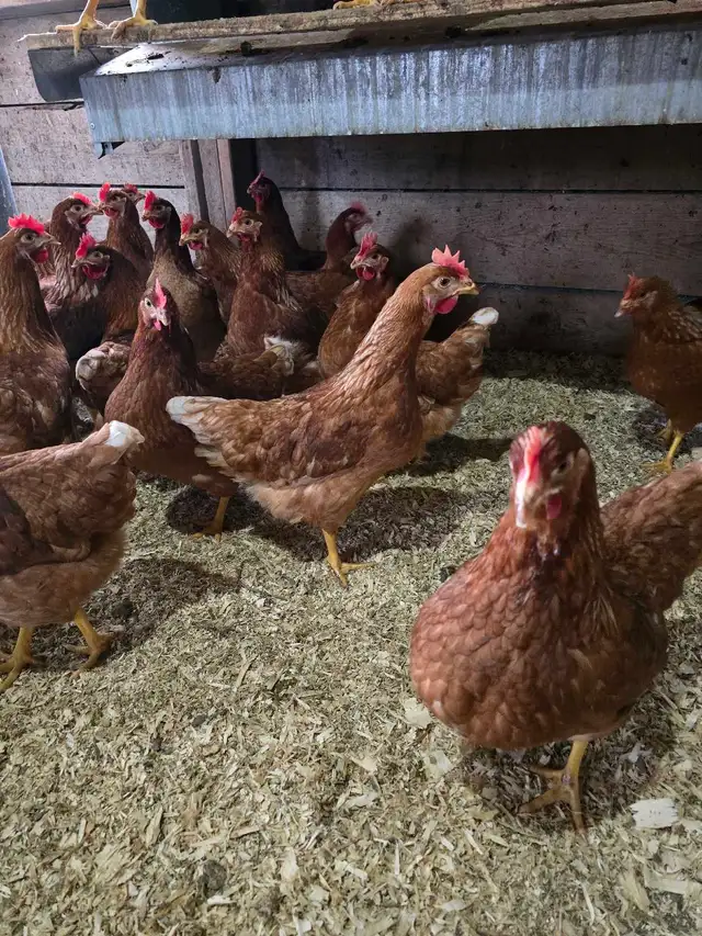 Chickens - ready to lay pullets - Photo 7