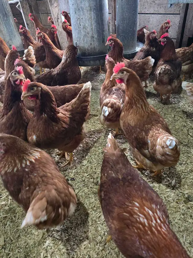 Chickens - ready to lay pullets - Photo 8