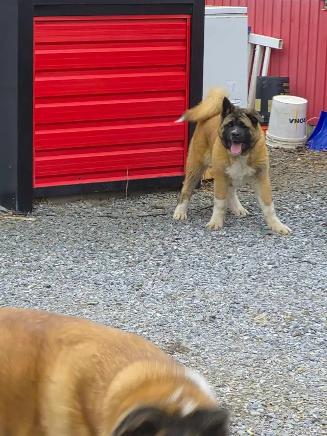 Akita Américain - Photo 2