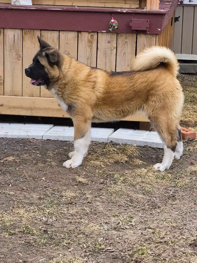 Akita Américain - Photo 3