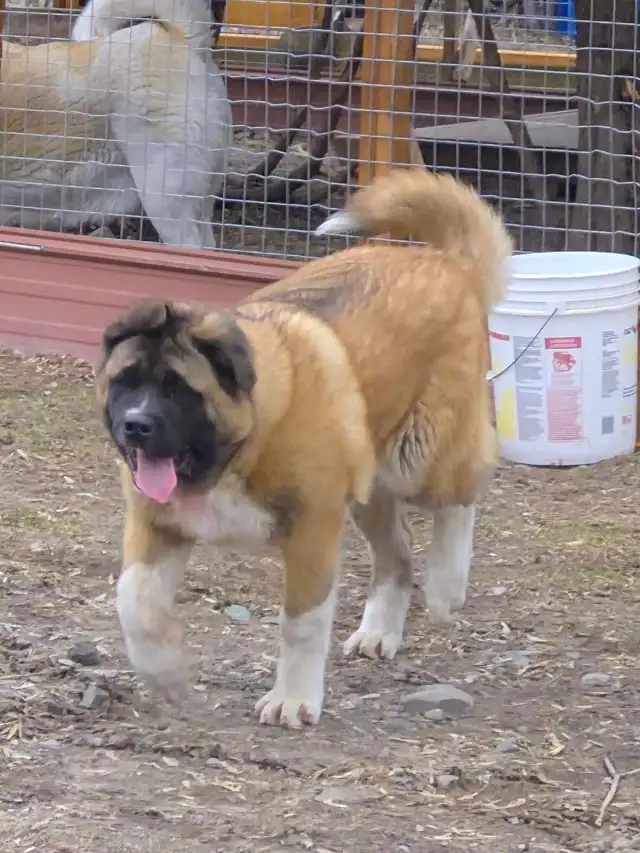 Akita Américain - Photo 4