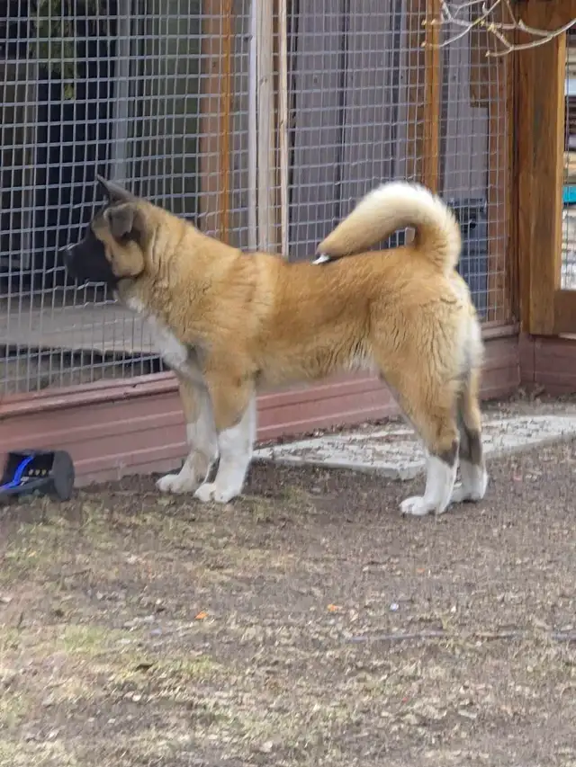 Akita Américain - Photo 5