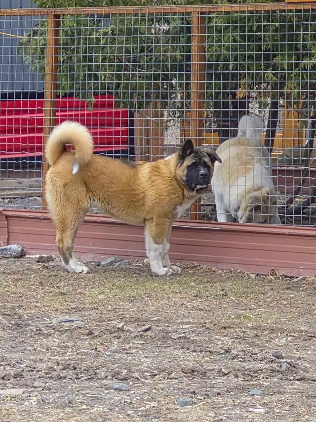 Akita Américain - Photo 6